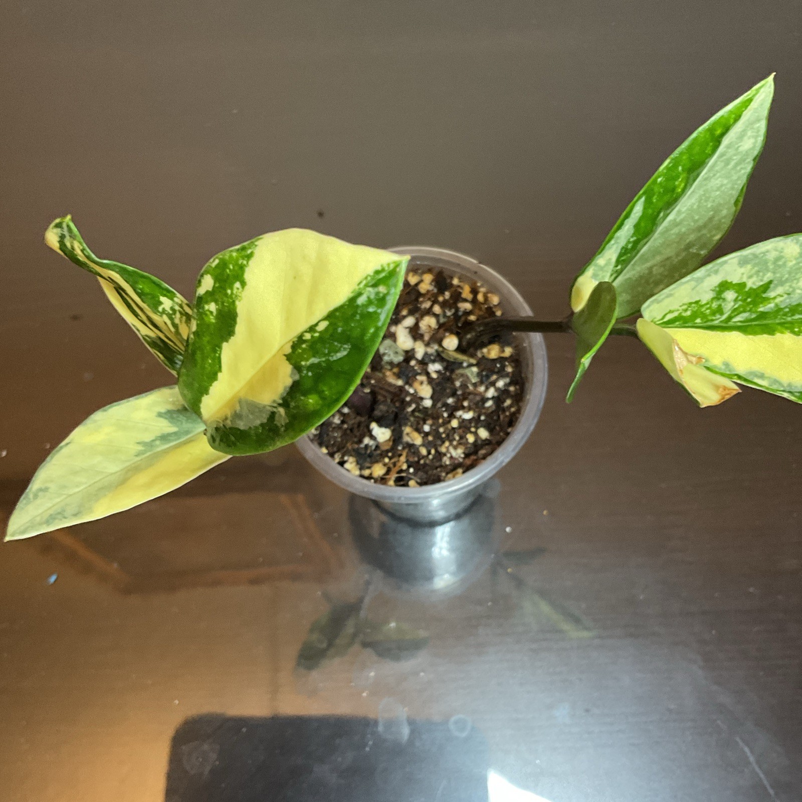 Variegated Hoya Live Plant Plug Potted, Vegetative Indoor Green/Yellow