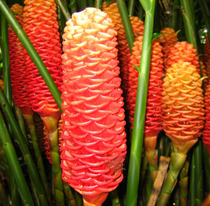 2 Live Shampoo Ginger Plants (Zingiber zerumbet) – 4-6″ Tall – No Pot