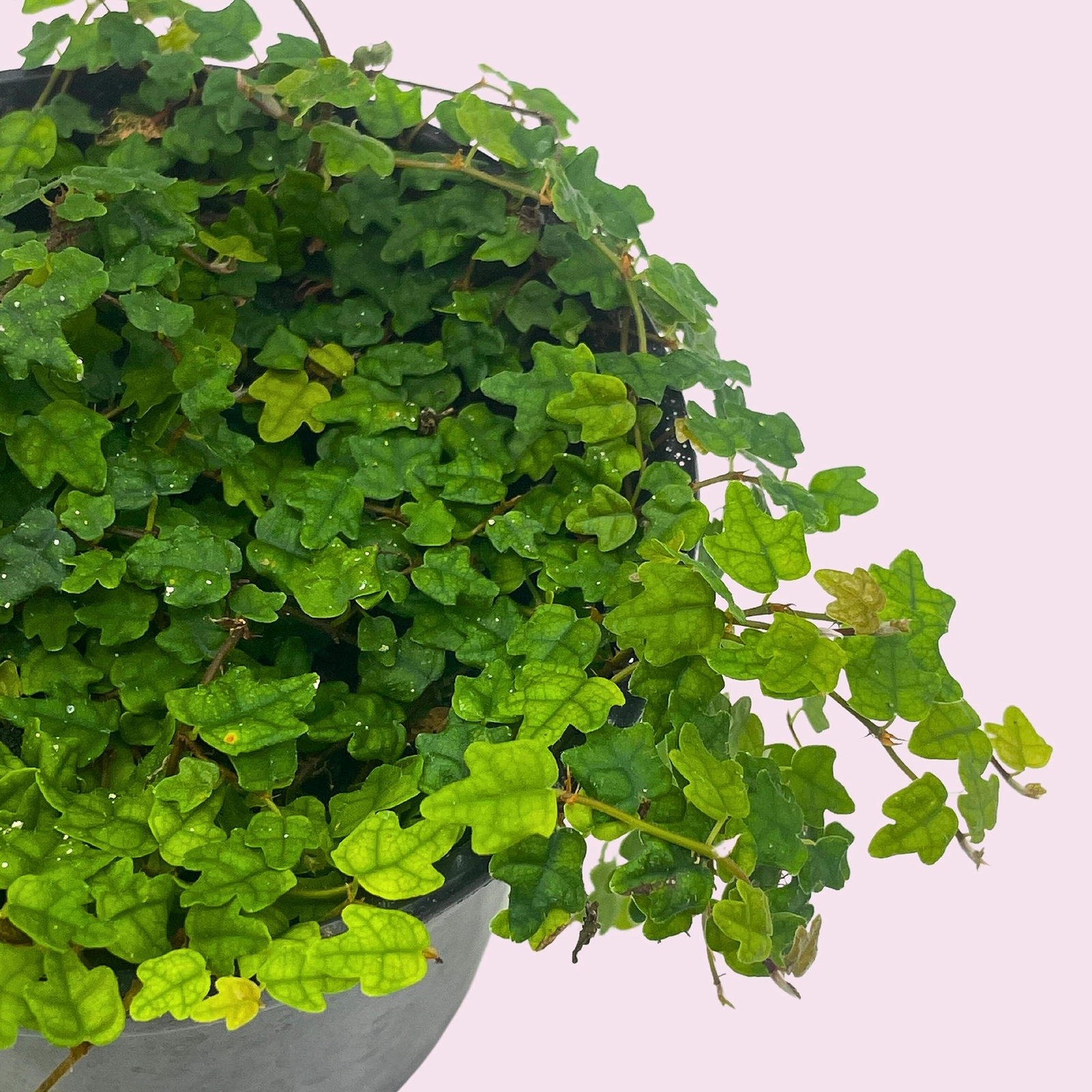 String of Frogs, 4 inch, Ficus pumila Quercifolia, Oakleaf Creeping fig