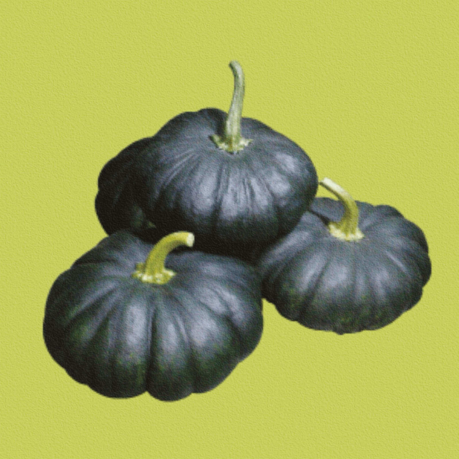 Sweet Pumpkin Maxima Black F-1 HYV Bangladeshi Sweet Kali Kumra 8 Seeds