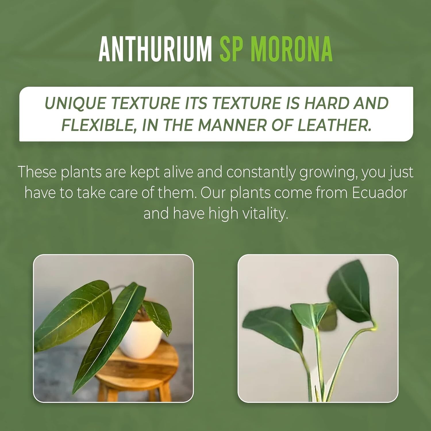 Anthurium SP Morona by LEAL PLANTS ECUADOR Green Live indoor Plants|House Plants
