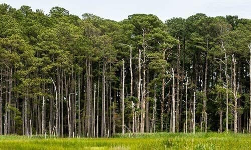Loblolly Pine Tree Plants | Live Seedlings | Pinus Taeda | Fast-Growing Trees