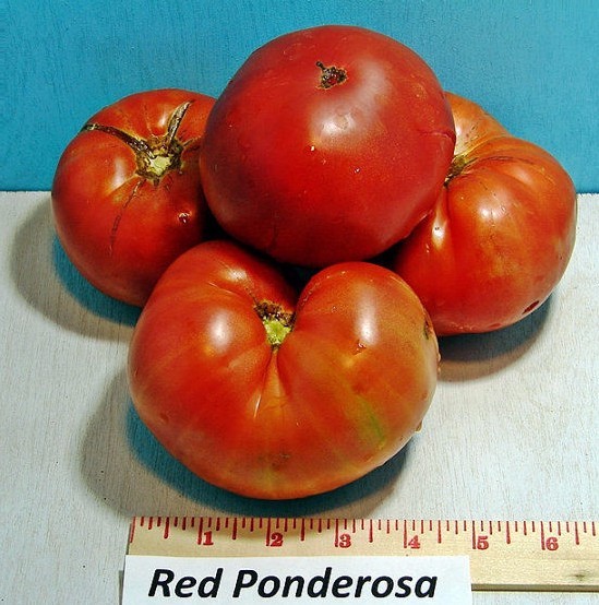 Ponderosa tomato seeds non-gmo heirloom open pollinated