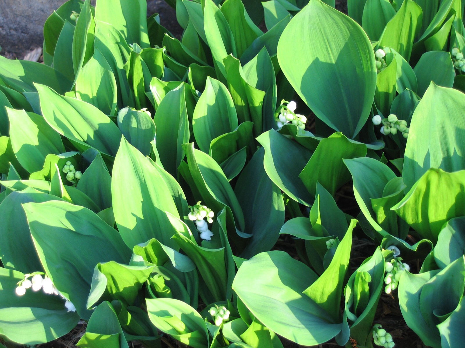 50 Rhizomes (Pips) Lily of The Valley, Convallaria Majalis,May Bells Mary’s Tear