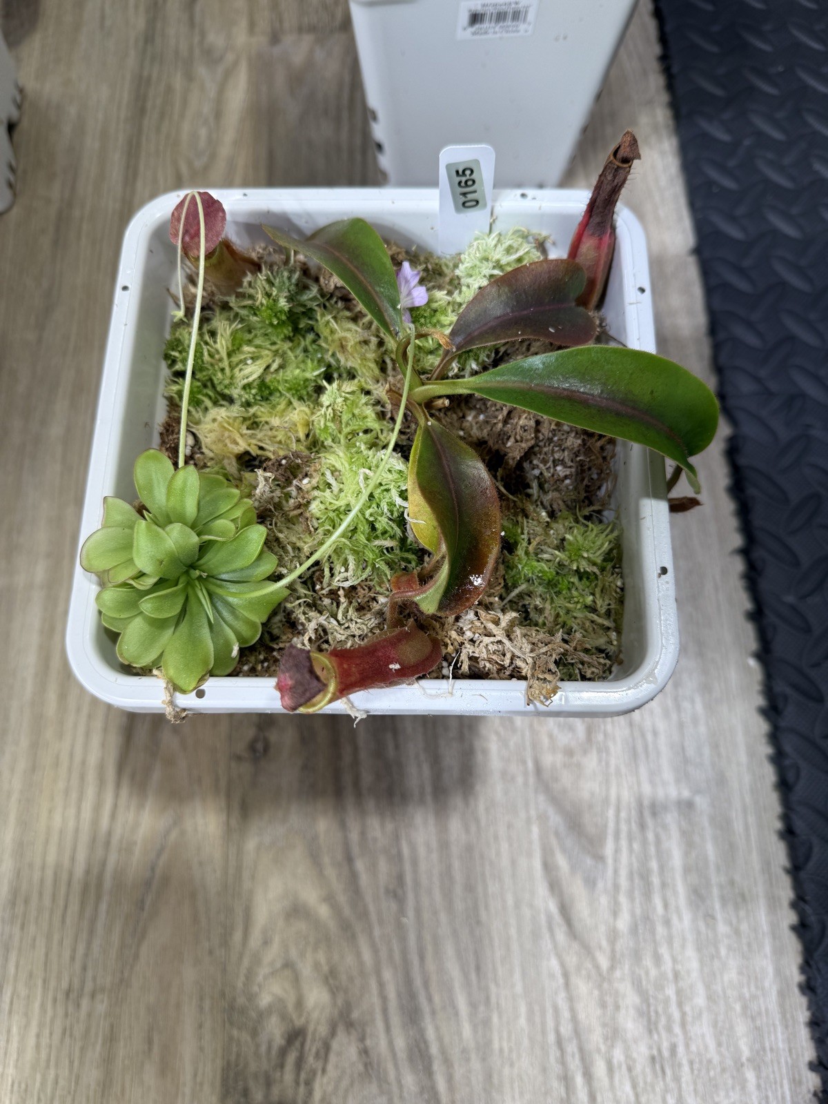 Nepenthes Vetchii Kelabit Highlands x S.O.M. x L.V.B.