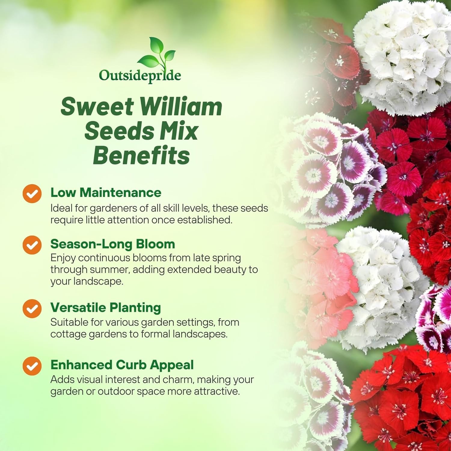 5000 Seeds Dianthus Sweet William Seed Mix For Planting | Xeriscape Landscaping