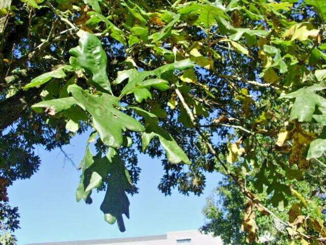 12 BUR OAK ACORNS – Quercus macrocarpa