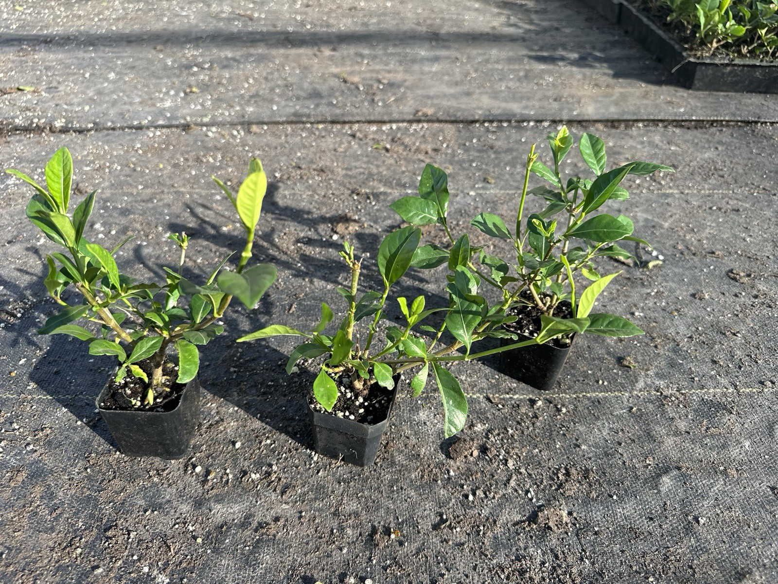 🌿 Everblooming Gardenia Veitchii Shrub – Fragrant Evergreen Garden Plant 🌸