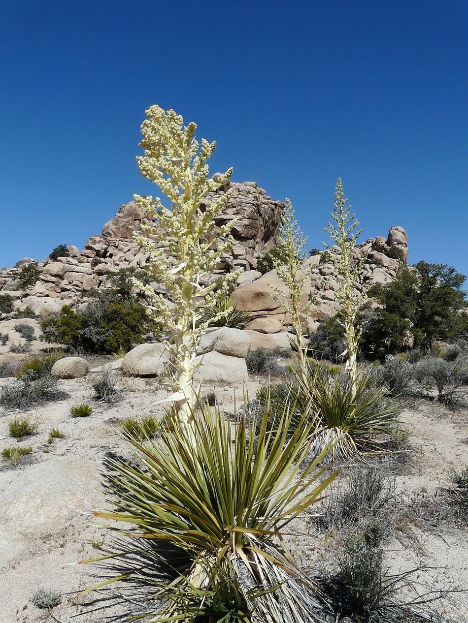 Yucca Whippiei aka Our Lords Candle 10 Seeds Free Shipping!