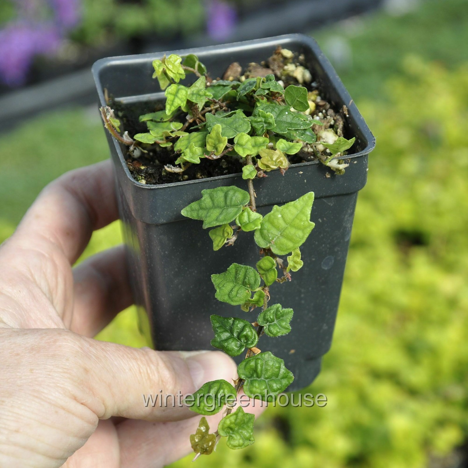 Ficus pumila, Quercifolia minima, Tiny Oak Leaf Fig
