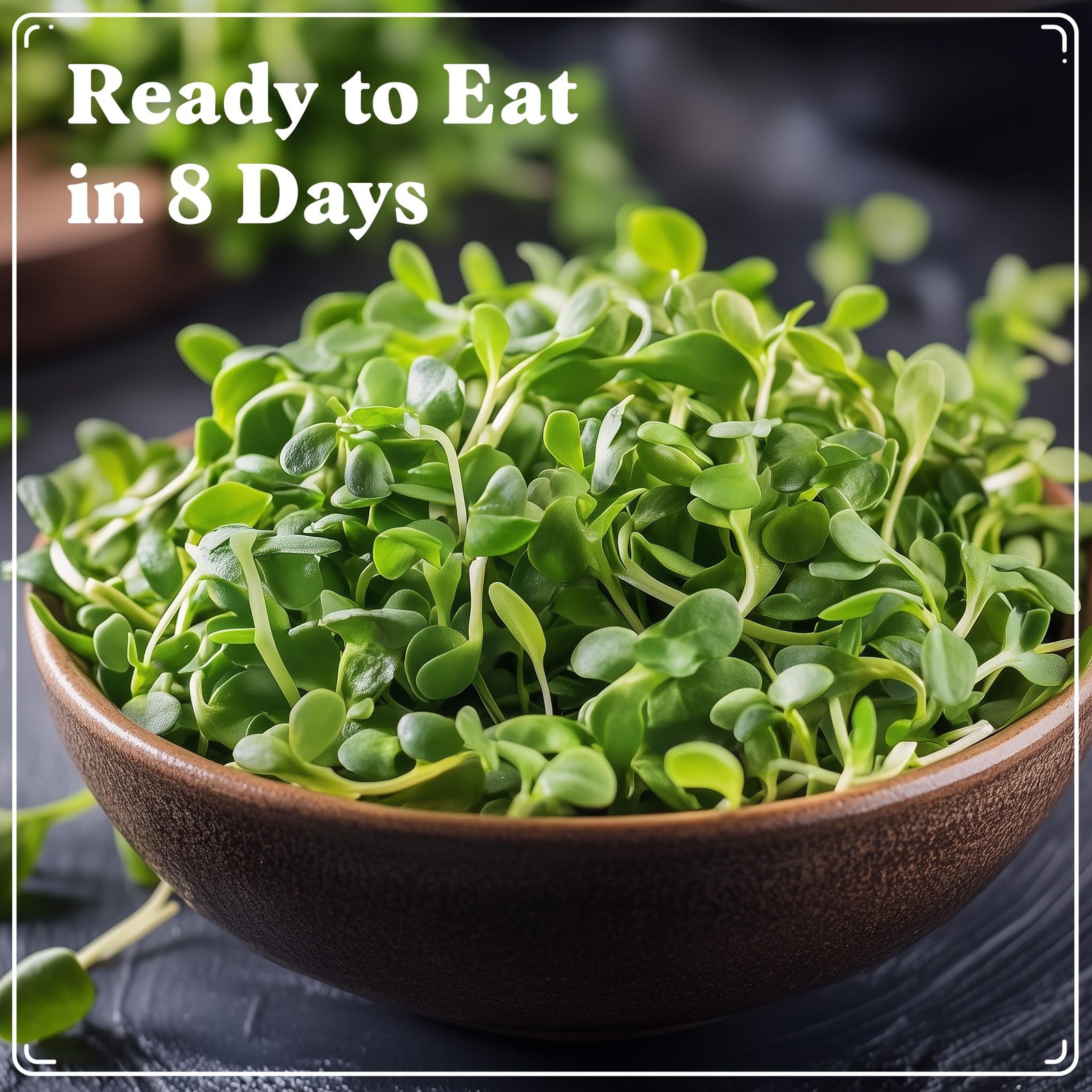 Organic Sunflower Sprouting Seeds Mix – Non-GMO, Grows 5 Quarts of Microgreens