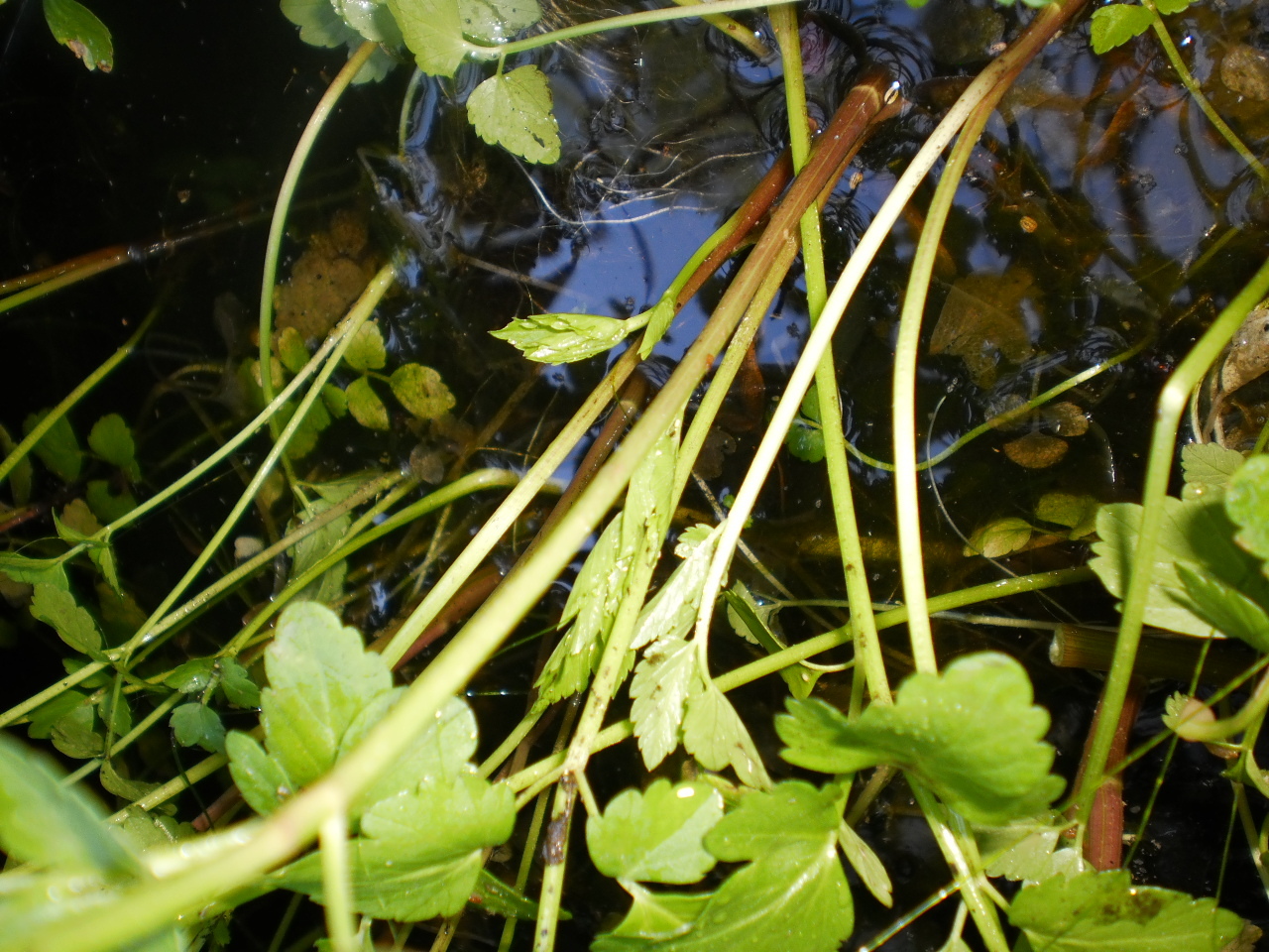 Korean watercress/ minari plants 12 Bare roots+ 12 FREE FOR GOOD MEASURE