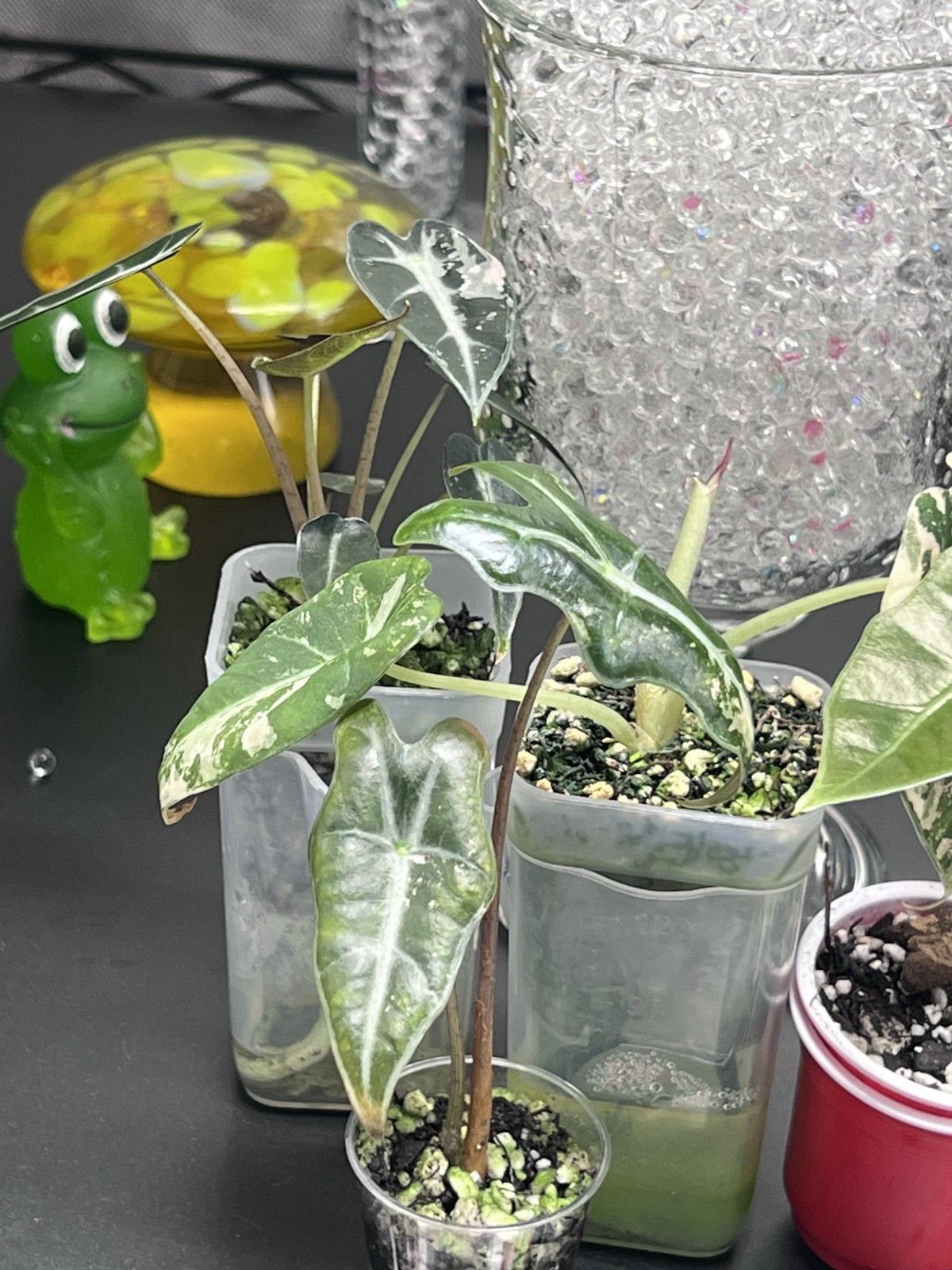 Alocasia Starter Bundle