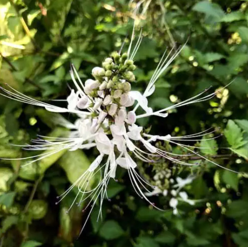 4 Live White Cat’s Whiskers Plants – 4–6″ Tall – Roots Wrapped in Soil – No Pot