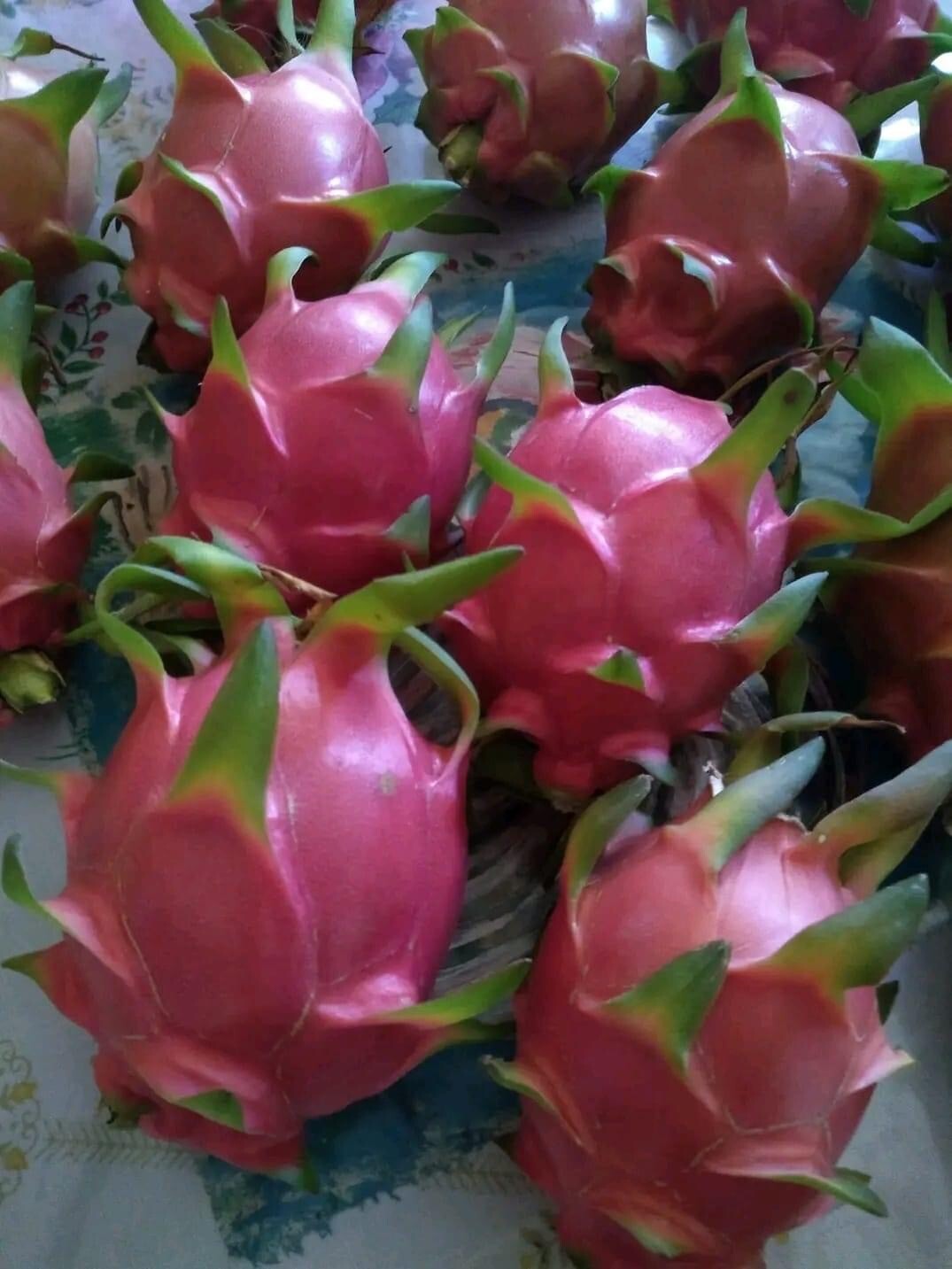 One sweet, Julie, DRAGON FRUIT CUTTING 8- 12 Inches