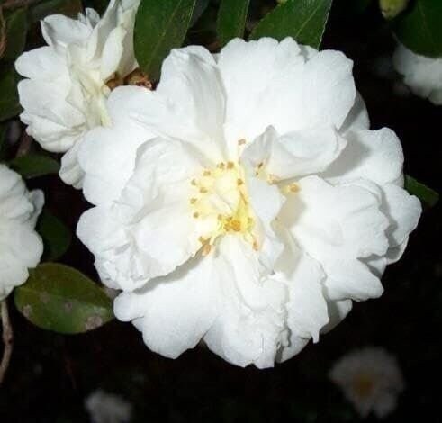 Camellia Mine-No-Yuki | 3 Gallon | Camellia sasanqua | Hardy Flowering Plant
