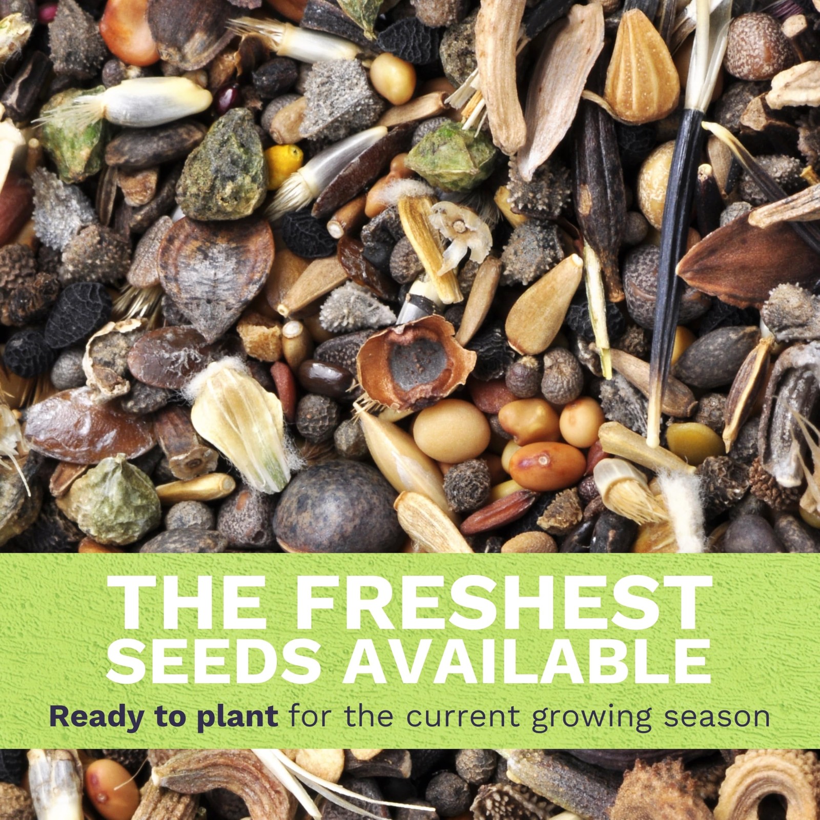 Milkweed Seed Variety Pack | 5 Individual Packs – 2026 Season – Showy, Pink…
