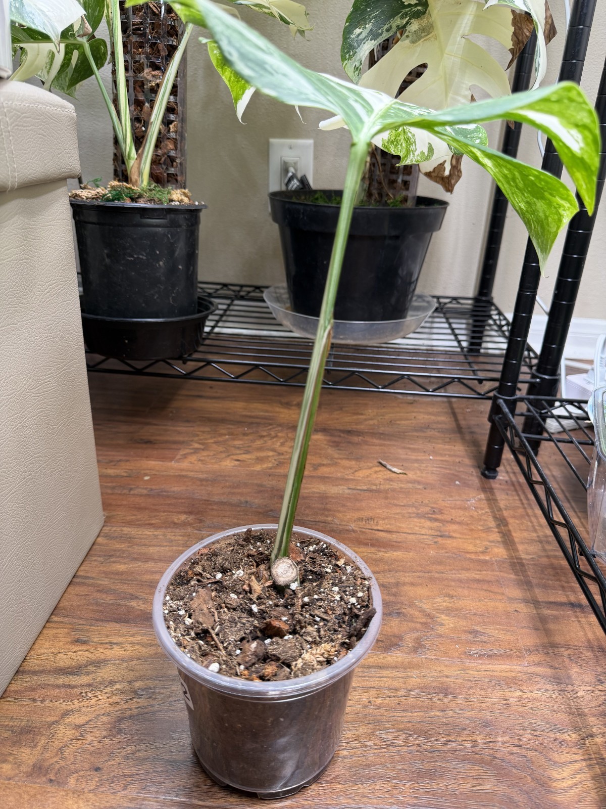 Monstera ALBO Highly Variegated Tiger Cutting. Established Roots In 5 Inch Pot.
