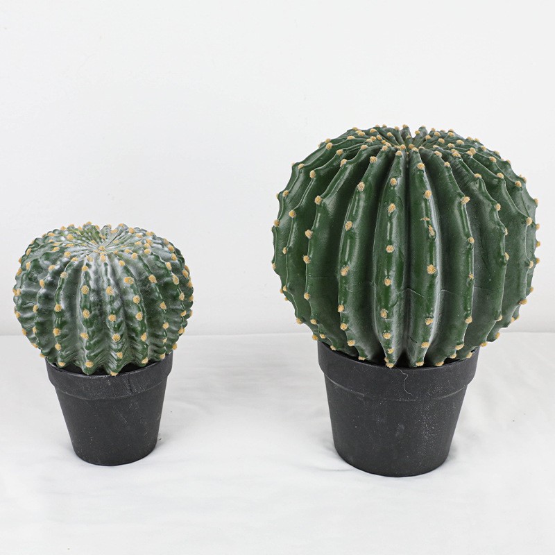 One of Special Beautiful SUCCULENT Cactus Red colour flower rooted plants