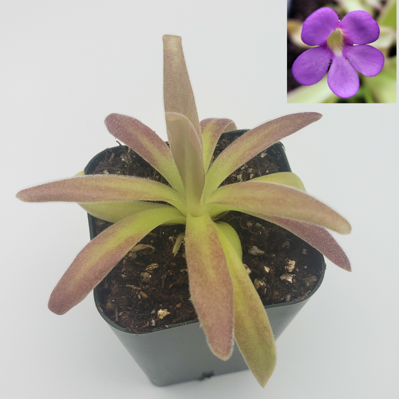 Pinguicula agnata El Lobo x moctezumae- Carnivorous Plant – Butterworts