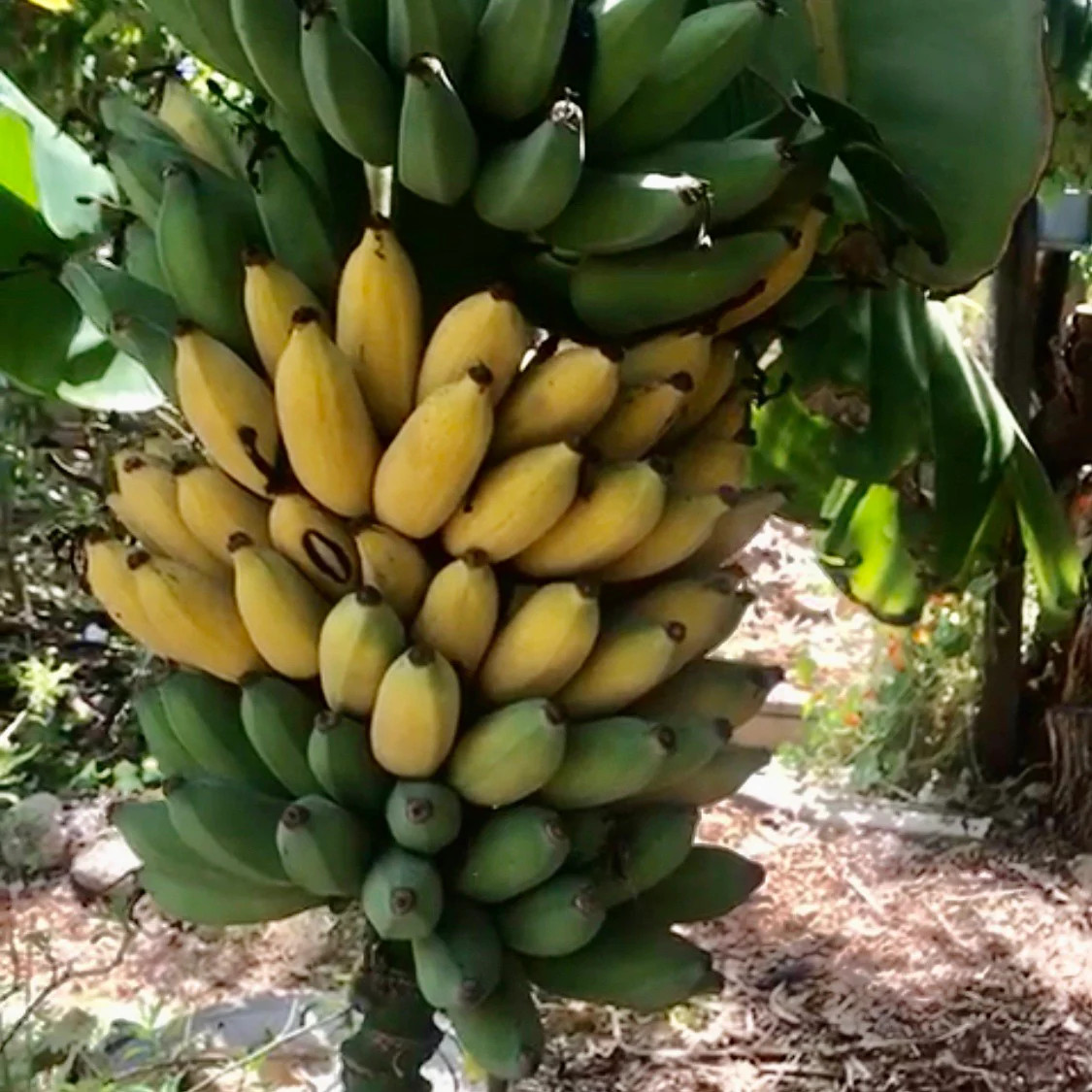 3 Goldfinger Banana Tree FHIA-01 Musa acuminata × balbisiana Starter Plug