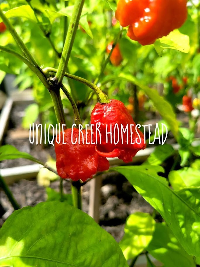 Carolina REAPER Super HOT Pepper Seeds Unique Creek Homestead Certified