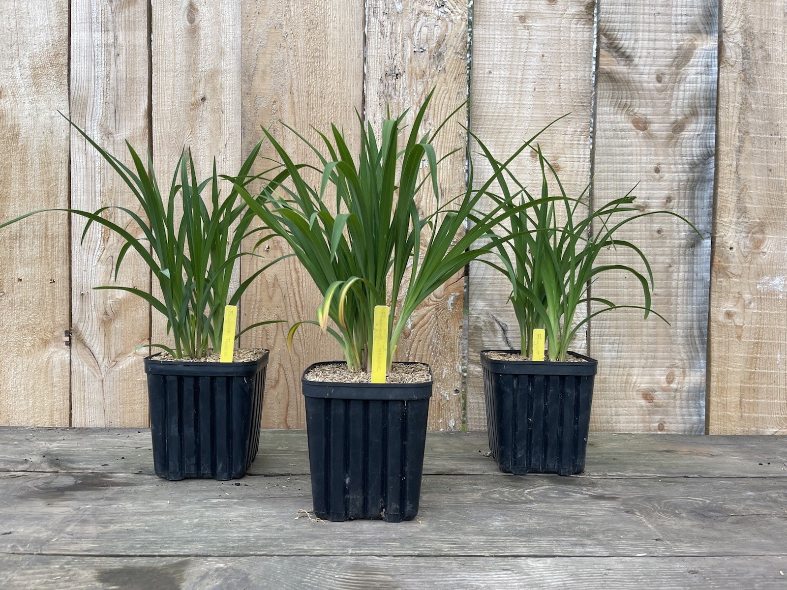 POTTED Re-blooming FRAGRANT TREASURE Daylily Borders Mini lily 1gal. Size Pots