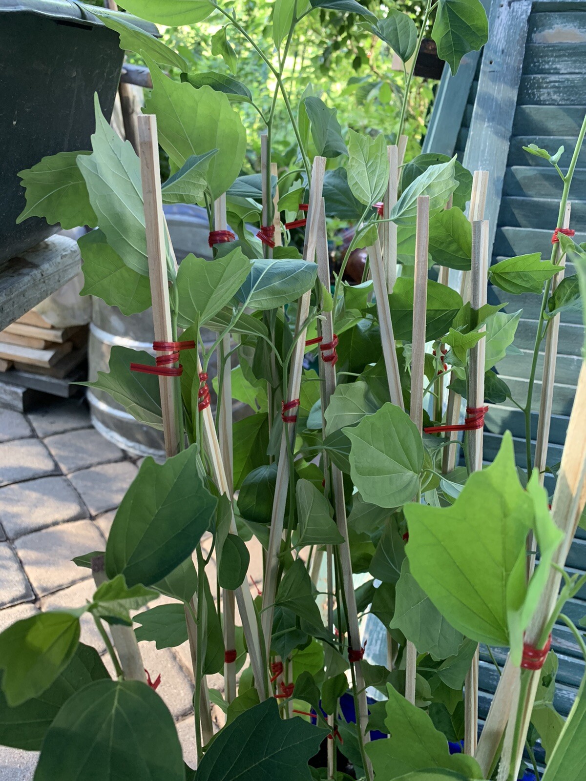 2-3 ft. Che Seedless plant, Chinese Mulberry 1 year old, grafted, Cudrania