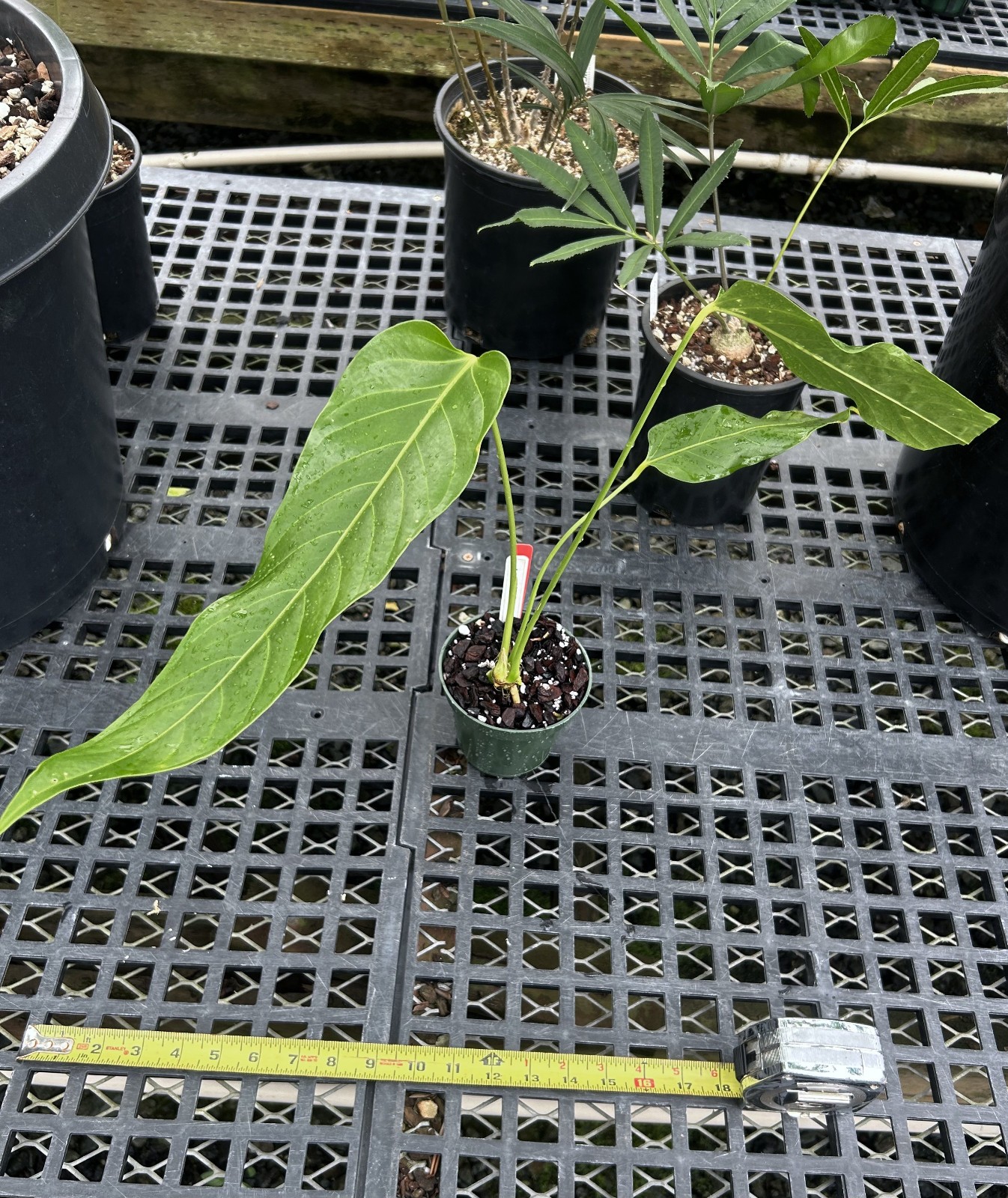 Anthurium nervatum- rare, beautiful, and easy to grow epiphytic Panamanian aroid