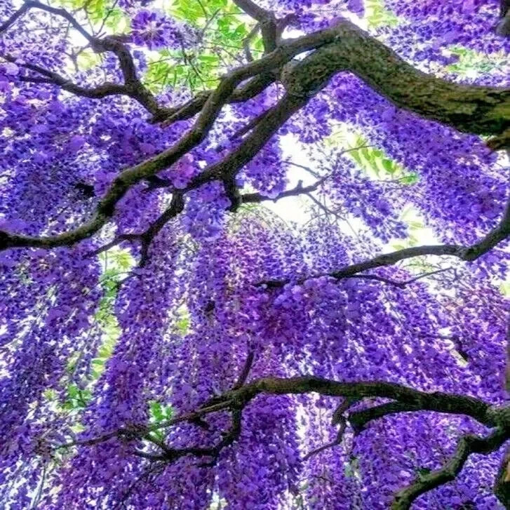 wisteria sinensis 5 seeds Free USPS Ground Shipping!