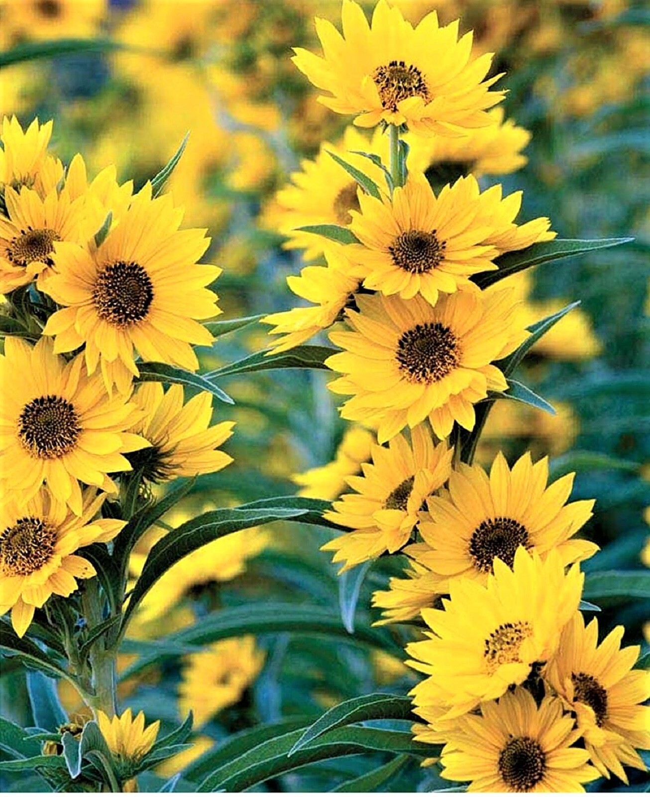 Maximilian Sunflower Seeds 100+ Seeds NON-GMO BUY 4 GET FREE SHIPPING