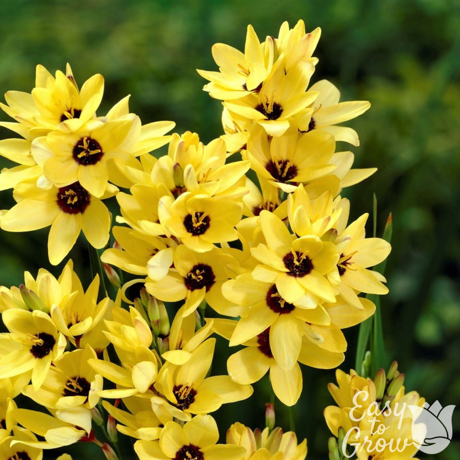 Ixia Yellow Emperor 20 Flower Bulbs – Summer Yellow Blooms in Sun