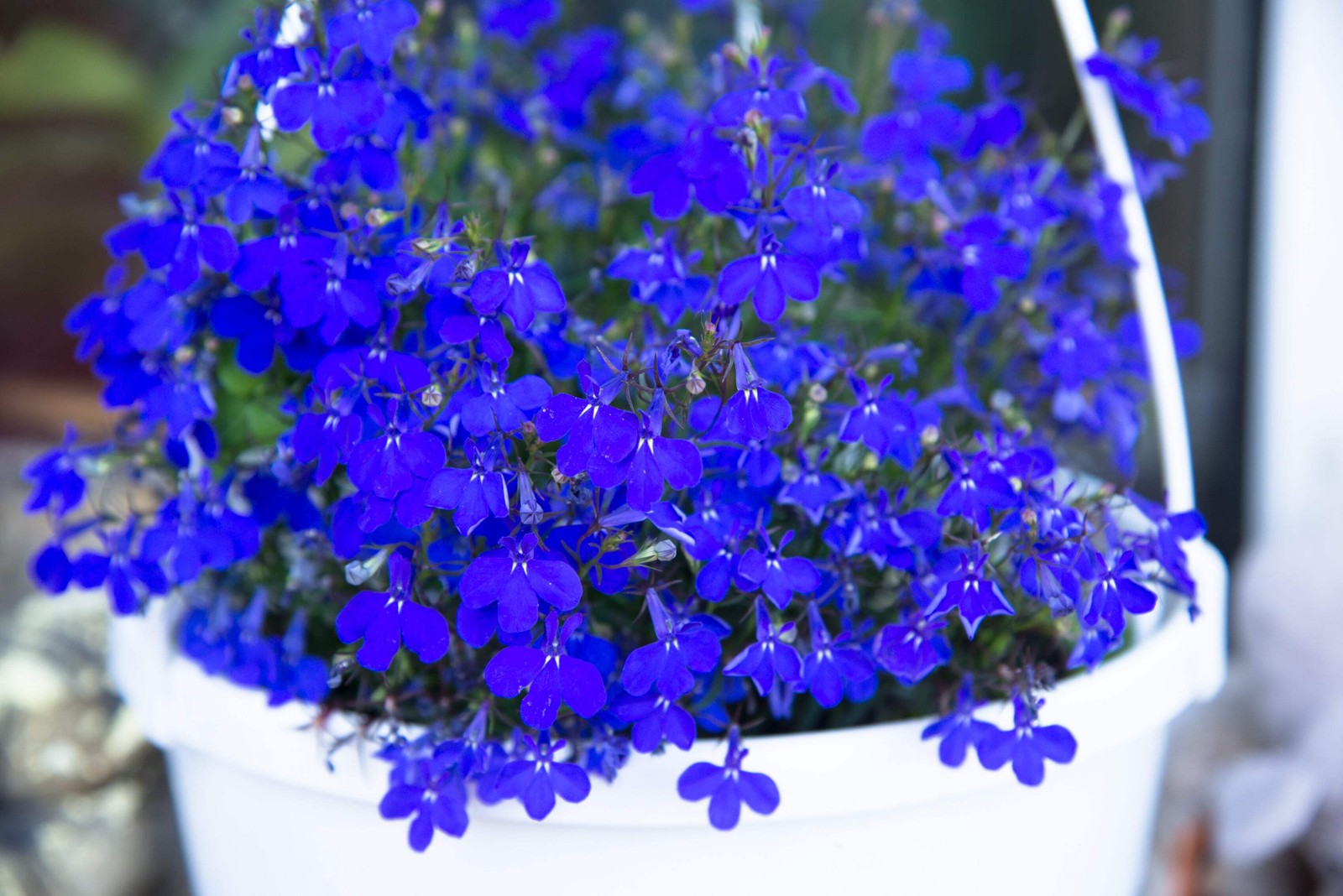 200 Electric Blue LOBELIA MONSOON Flower Seeds *Flat Shipping