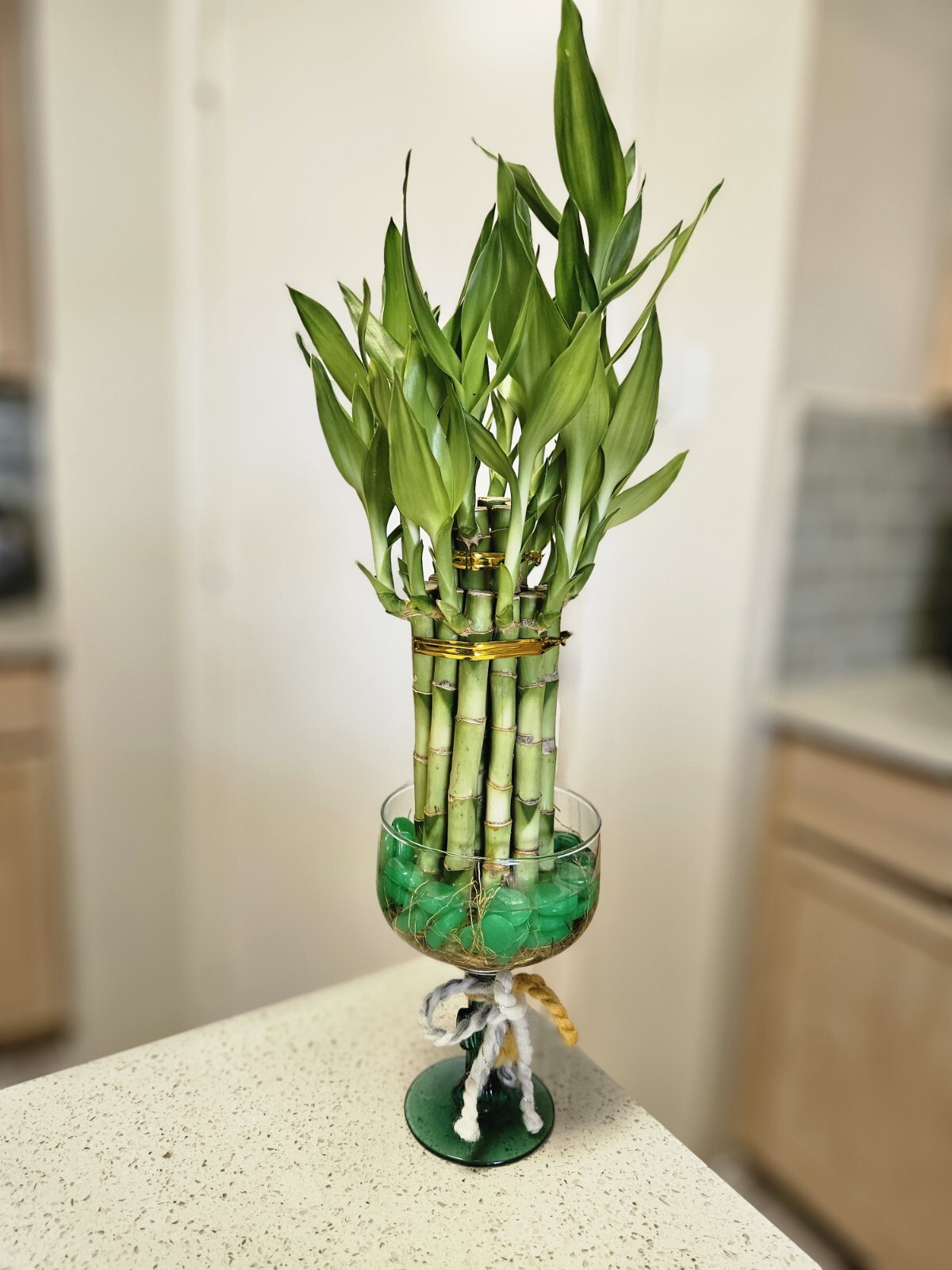 10 LUCKY BAMBOO PLANTS 4″ Free Butterfly Stake, Christmas Gift, Feng Shui
