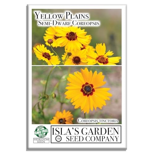 Semi-Dwarf Plains Yellow Coreopsis Flower Seeds (Coreopsis tinctoria) – 1500+
