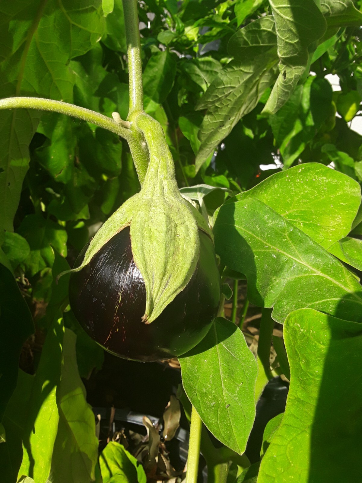 50 Aswad Eggplant Seeds Heirloom Organic Large Fruits