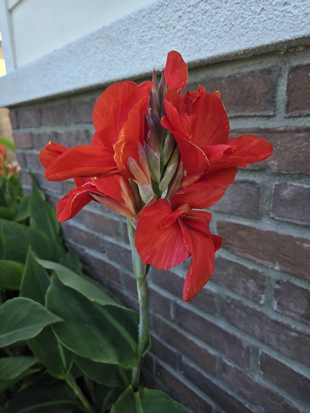 Red Canna Lily ‘President’ Rhizomes – Striking Tropical Blooms – 4-Rhizomes