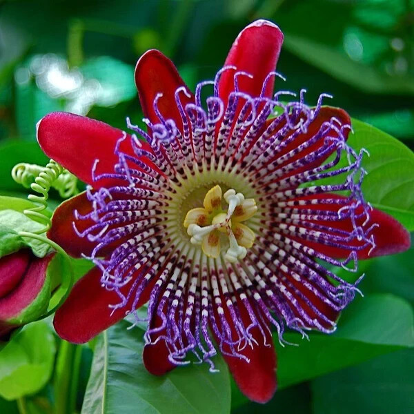 Giant Granadilla Passion Fruit Vine – Passiflora quadrangularis -STARTER Plant