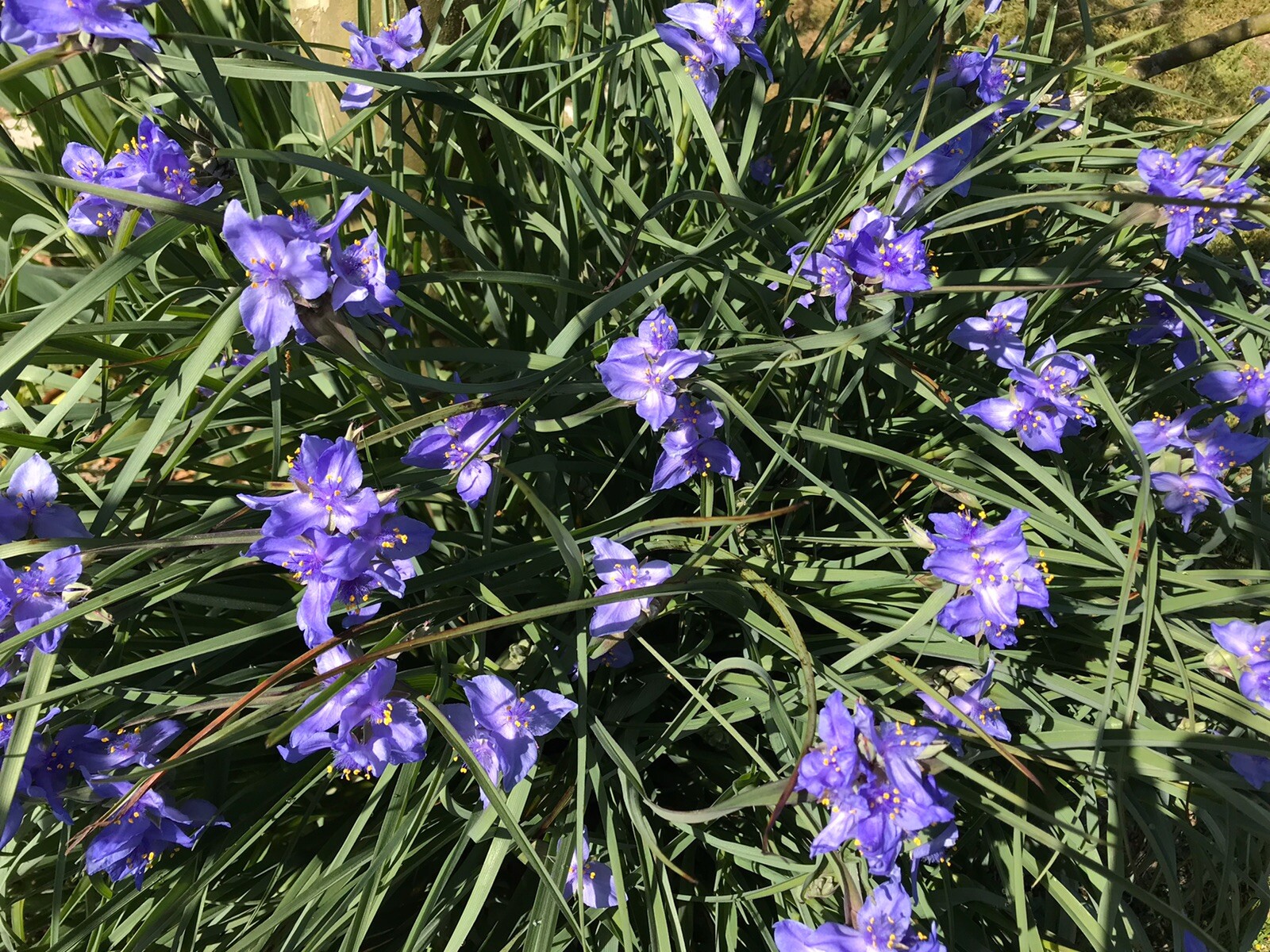 25 Spiderwort Tradescantia Plant Bare Root Rhizome Bulb Perennial Purple Flowers
