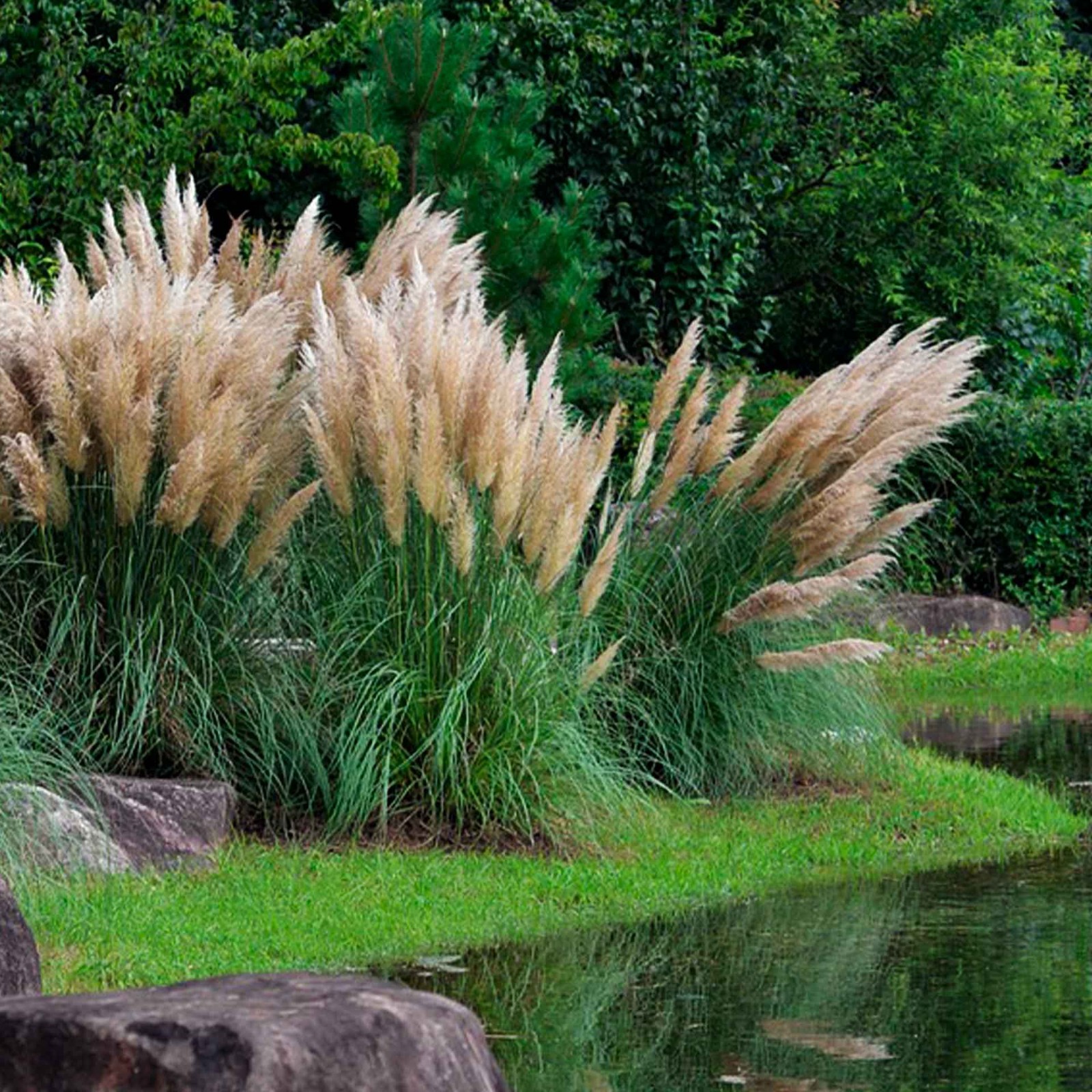 Dwarf White Pampas Grass (Cortaderia selloana ‘Pumila’) in 3.5″ Nursery Cubes