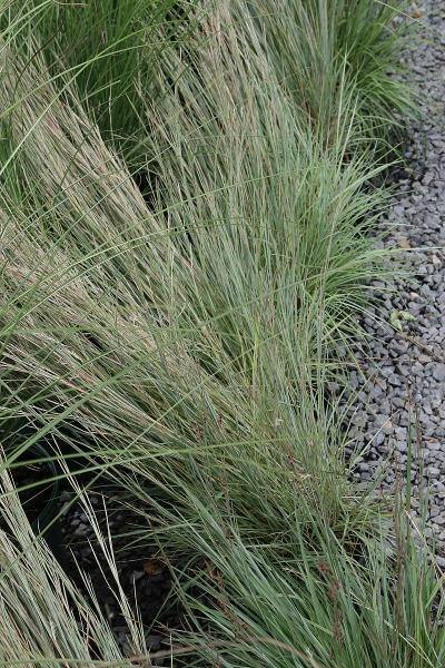 Schizachyrium scoparium | Blue Stem Grass | Beard Grass | 500 Seeds