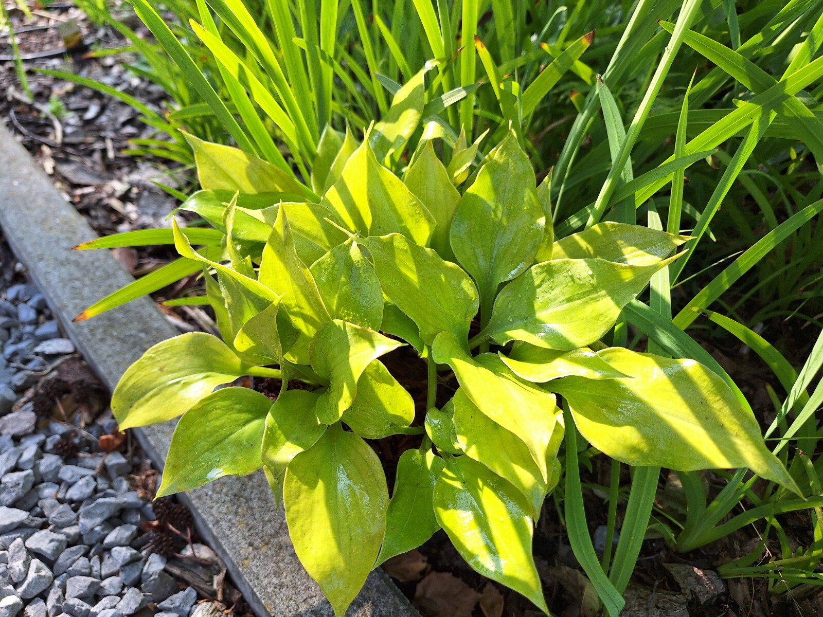 Hosta Luna Tick 5.25″ Pot Well Rooted Perennial Shade Plant Sport of Luna Moth