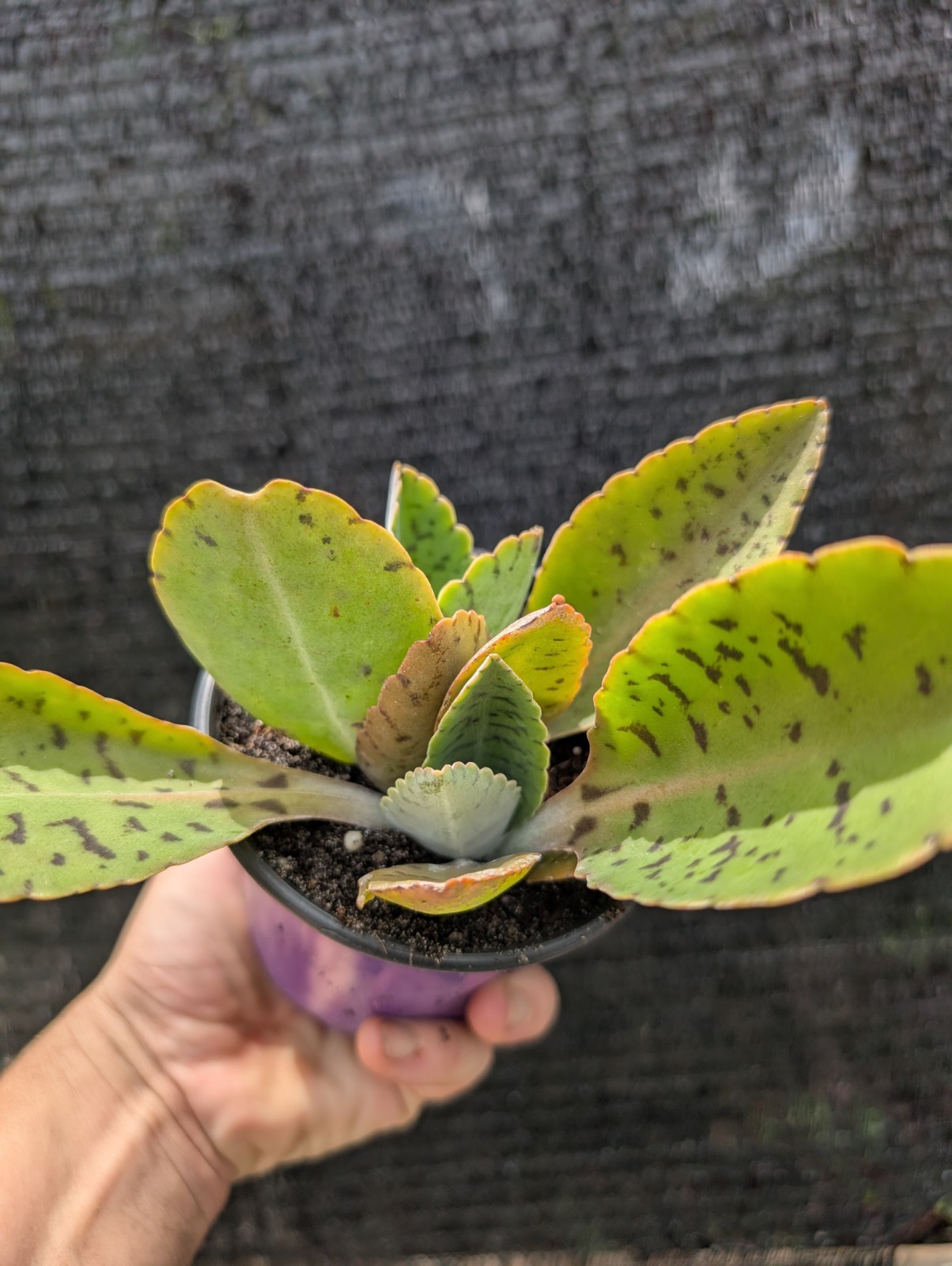 Kalanchoe Plant Bundle Lot Of 3 Different Species Live Rooted Plants Succulents