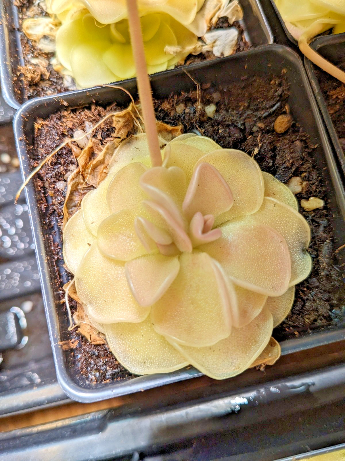 Pinguicula Butterwort (morenensis / wesser)