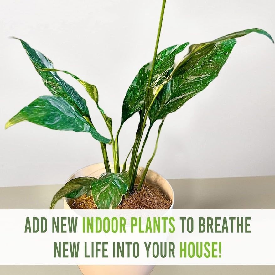 Spathiphyllum Peace Lily Variegated (Pack of 2)| Premium Live Indoor Houseplant