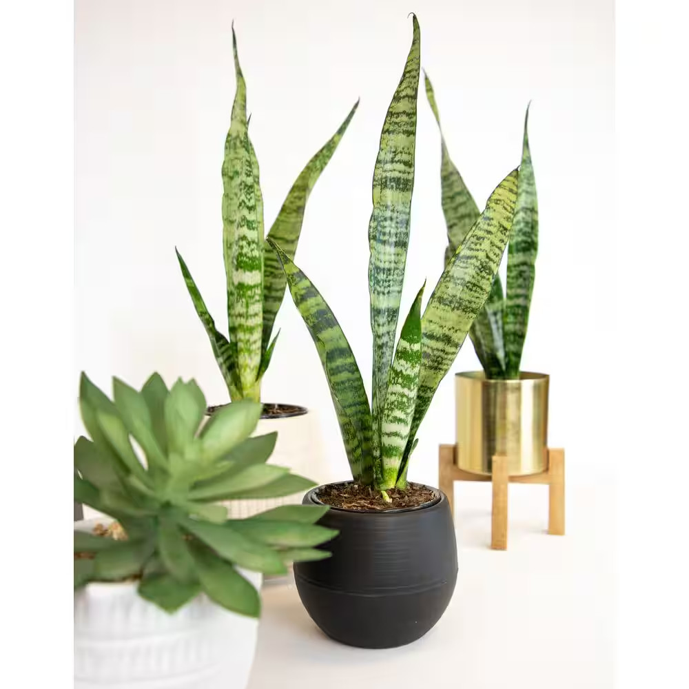 Variegated Live Snake Plant (Sansevieria Zeylanica) Air Purifying Houseplant in