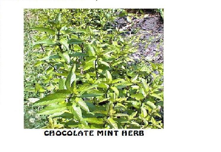 Mint Chocolate Scented Herb Plant 25 + Seeds Home Grown USA Seller