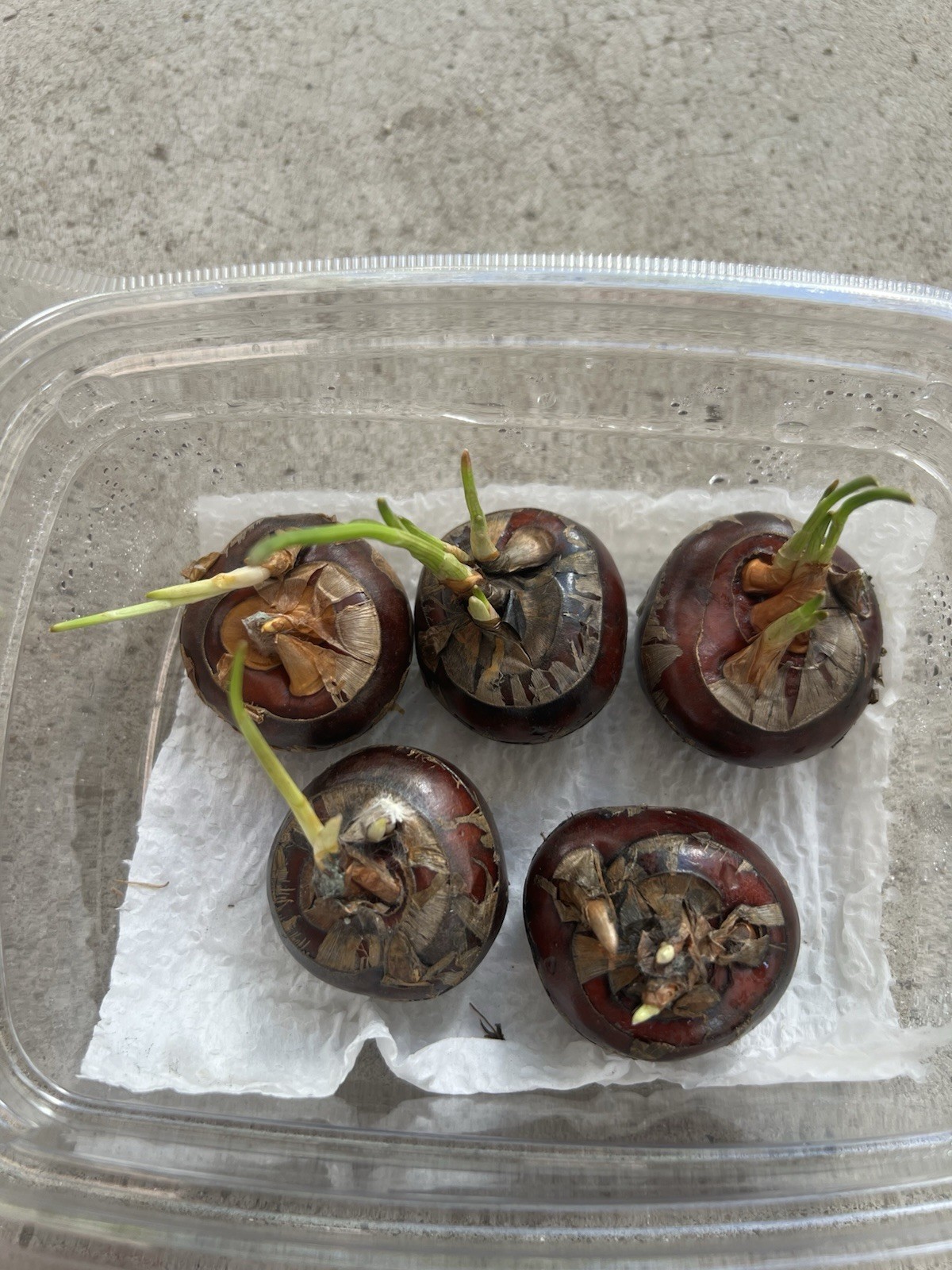5pcs Sprouted Water Chestnut Bulbs Eleocharis Dulcis Ready to Plant