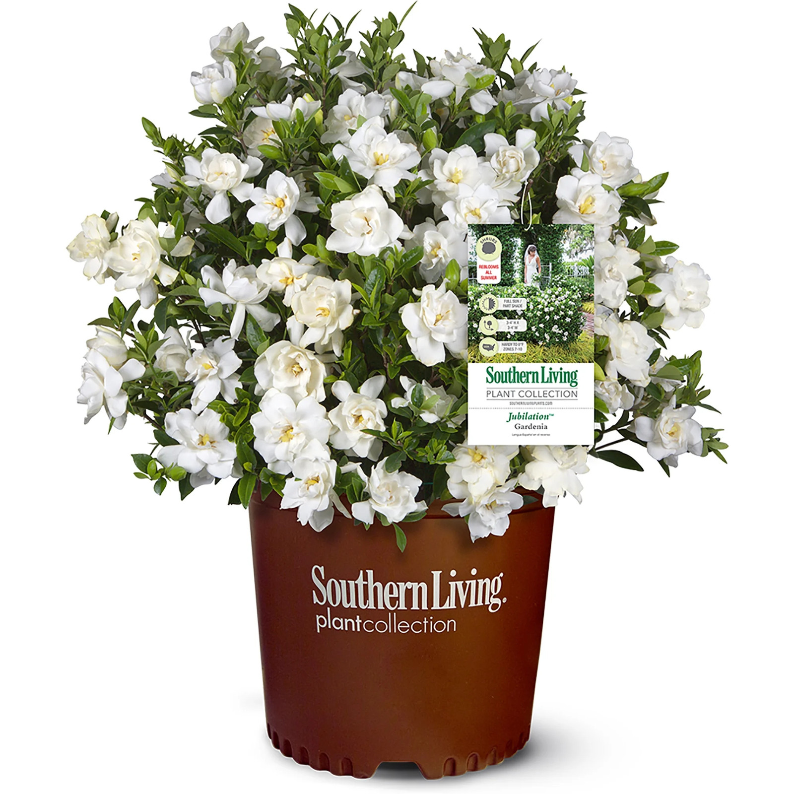 Jubilation Gardenia Live Shrub in 2-Gallon Grower Pot