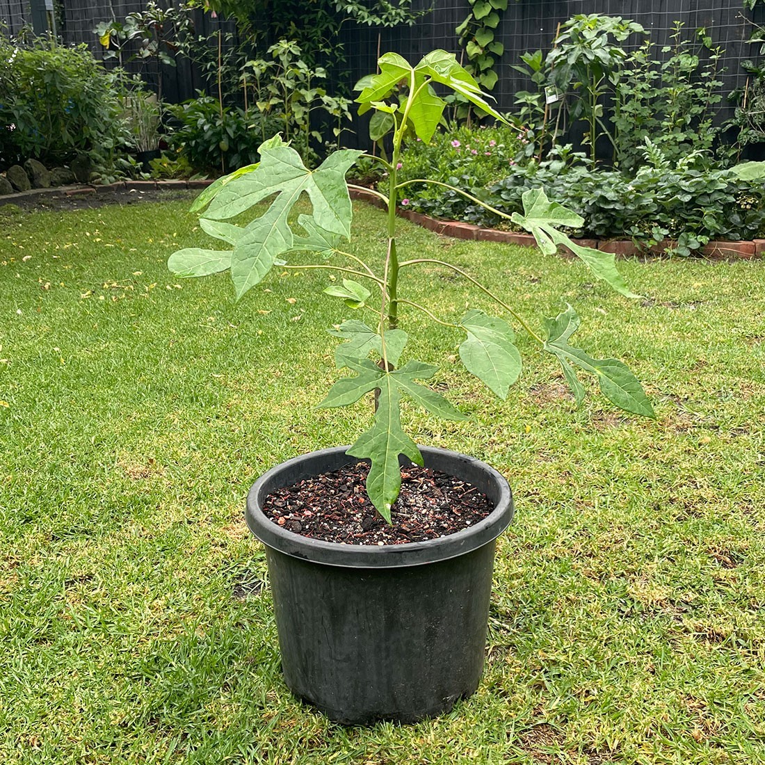1 Mountain Papaya Babaco Starter Plug Bare Root Vasconcellea × heilbornii